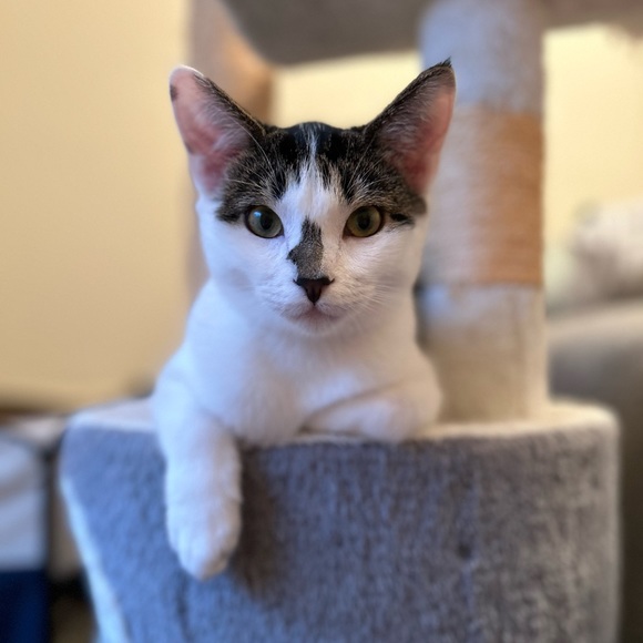 Shop to Support Kitties!💕🐾My Cause for PAWS🐾!💕 - Picture 9 of 17